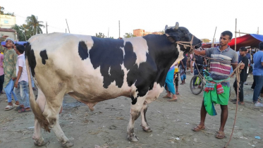 ৩৫ মন ওজনের ’ডোনাল্ড ট্রাম্প’ দেখতে ভীড়