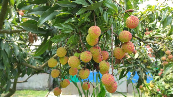 সোনারগাঁয়ের আগাম জাতের লিচু, ফলন কমে হতাশ বাগানমালিকরা