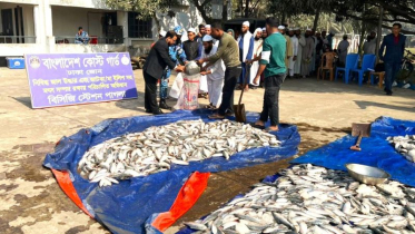 কাঁচপুরে কোস্ট গার্ডের অভিযানে ৩ হাজার ৪৫০ কেজি জাটকা জব্দ